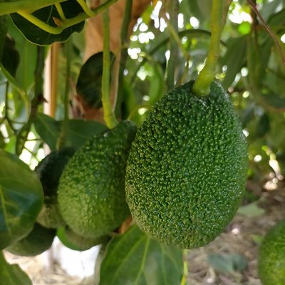 Avocados hanging from a tree